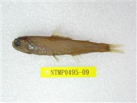 藏品(奈氏眼眶魚)的圖片